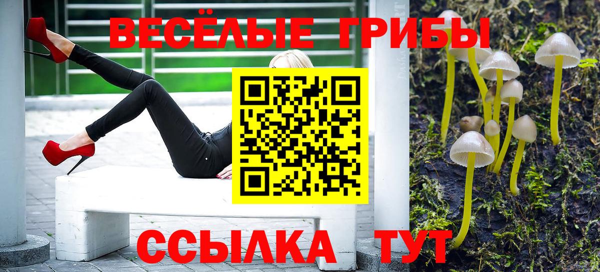 Галлюциногенные грибы Psilocybe Великие Луки